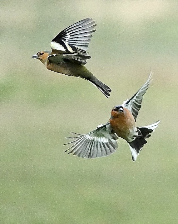 chaffinch
